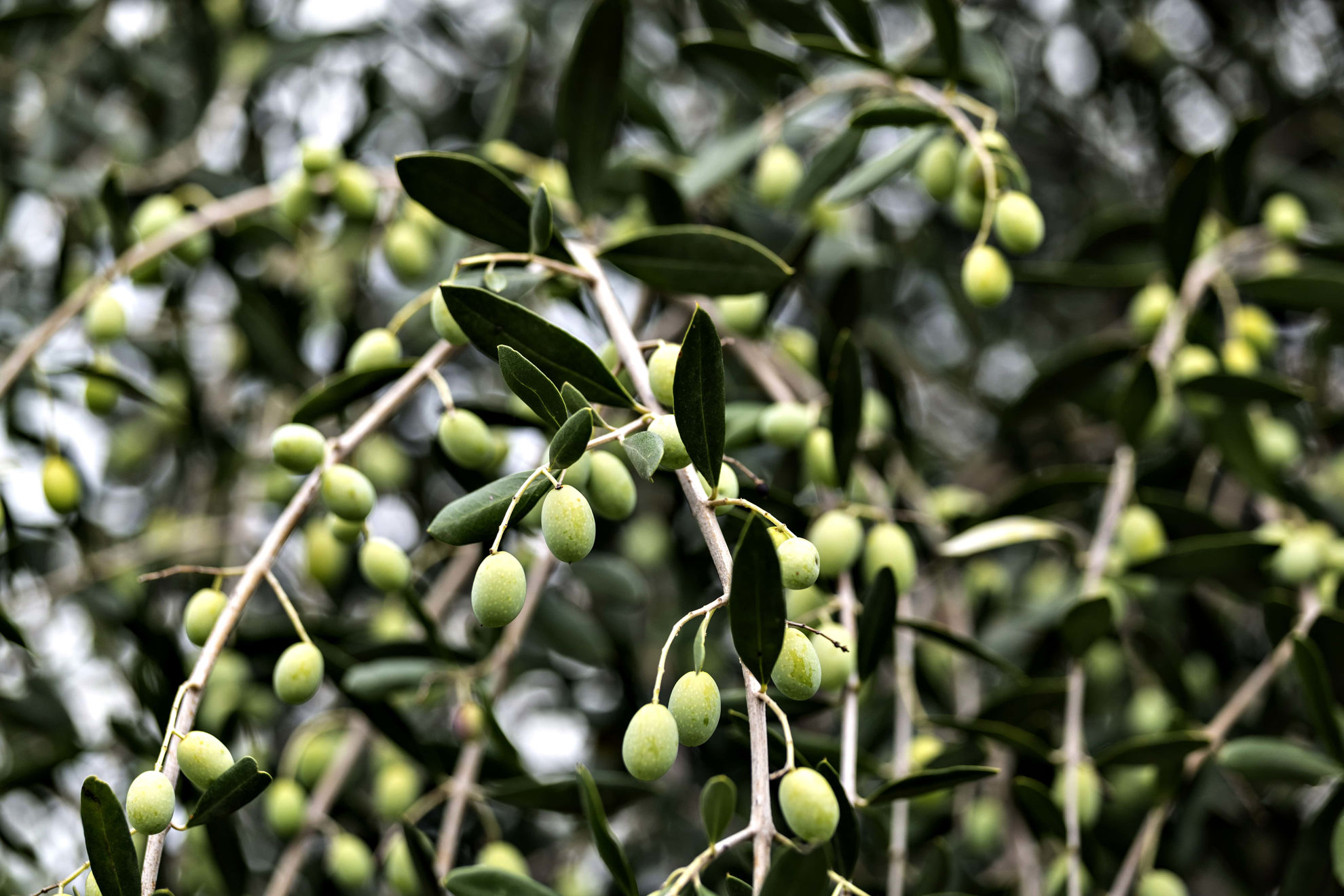 Types of olive oil: which are they?